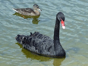 A black swan